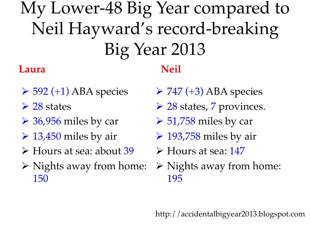 Laura's totals compared to Neil Hayward's for our 2013 Big Years. 